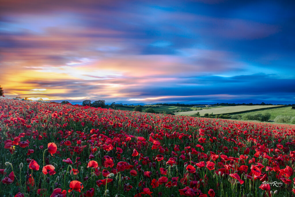 poppies edit2 (1 of 1)